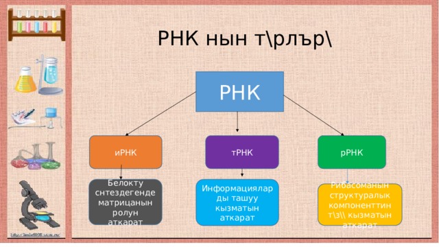  РНК нын т\рлър\ РНК иРНК тРНК рРНК Белокту снтездегенде матрицанын ролун аткарат Информацияларды ташуу кызматын аткарат Рибасоманын структуралык компоненттин т\з\\ кызматын аткарат 