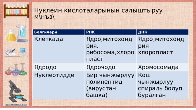 Нуклеин кислоталарынын салыштыруу м\нъз\ Белгилери РНК Клеткада ДНК Ядро,митохондрия, Ядродо Ядрочодо рибосома,хлоропласт Нуклеотидде Ядро,митохондрия Хромосомада хлоропласт Бир чынжырлуу полипептид (вирустан башка) Кош чынжырлуу спираль болуп буралган 