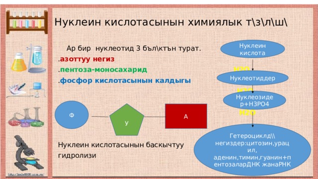 А Нуклеин кислотасынын химиялык т\з\л\ш\ Нуклеин кислота  Ар бир нуклеотид 3 бъл\ктън турат. . азоттуу негиз . пентоза-моносахарид Н2О . фосфор кислотасынын калдыгы  Н2О   Н2О Нуклеин кислотасынын баскычтуу гидролизи Нуклеотиддер Нуклеозидер+Н3РО4 Ф У Гетероциклд\\ негиздер:цитозин,урацил, аденин,тимин,гуанин+пентозаларДНК жанаРНК 