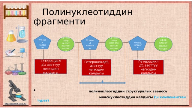  Полинуклеотиддин фрагменти  полинуклеотиддин структуралык звеносу  мононуклеотиддин калдыгы (\ч компоненттен турат)  Углевод калдыгы Углевод калдыгы Углевод калддыгы Ортофосфор кислотасынын калдыгы Ортофосфор кислотасынын калдыгы Ортофосфор кислотасынын калдыгы Гетероциклд\\ азоттуу негиздин калдыгы Гетероцикл д\\ азоттуу негиздин калдыгы Гетероцикл д\\ азоттуу негиздин калдыгы 