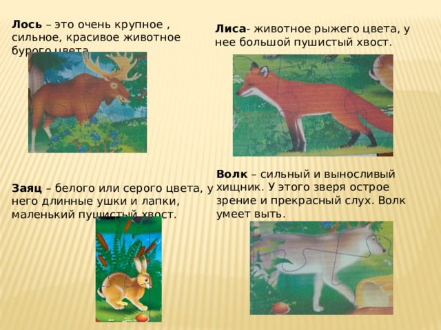 Лось – это очень крупное , сильное, красивое животное бурого цвета. Лиса - животное рыжего цвета, у нее большой пушистый хвост. Волк – сильный и выносливый хищник. У этого зверя острое зрение и прекрасный слух. Волк умеет выть. Заяц – белого или серого цвета, у него длинные ушки и лапки, маленький пушистый хвост. 