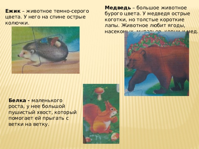 Медведь – большое животное бурого цвета. У медведя острые коготки, но толстые короткие лапы. Животное любит ягоды, насекомых, муравьев, корни и мед. Ежик – животное темно-серого цвета. У него на спине острые колючки. Белка - маленького роста, у нее большой пушистый хвост, который помогает ей прыгать с ветки на ветку. 