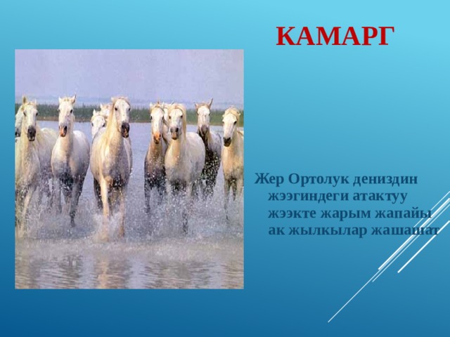 Камарг  Жер Ортолук дениздин жээгиндеги атактуу жээкте жарым жапайы ак жылкылар жашашат 