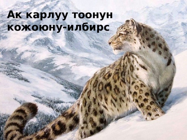 Ак карлуу тоонун кожоюну-илбирс 