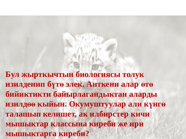 Бул жырткычтын биологиясы толук изилденип бүтө элек. Анткени алар өтө бийиктикти байырлагандыктан аларды изилдөө кыйын. Окумуштуулар али күнгө талашып келишет, ак илбирстер кичи мышыктар классына киреби же ири мышыктарга киреби?  