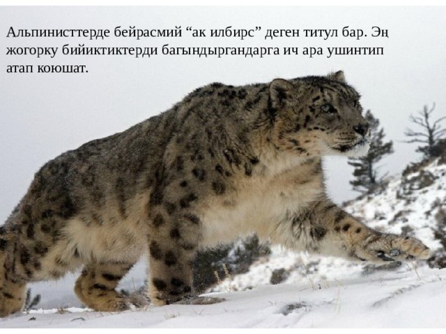 Альпинисттерде бейрасмий “ак илбирс” деген титул бар. Эң жогорку бийиктиктерди багындыргандарга ич ара ушинтип атап коюшат.    