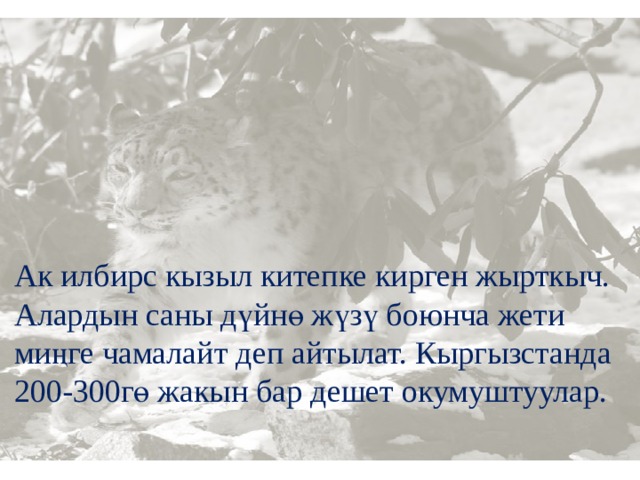 Ак илбирс кызыл китепке кирген жырткыч. Алардын саны дүйнө жүзү боюнча жети миңге чамалайт деп айтылат. Кыргызстанда 200-300гө жакын бар дешет окумуштуулар.  