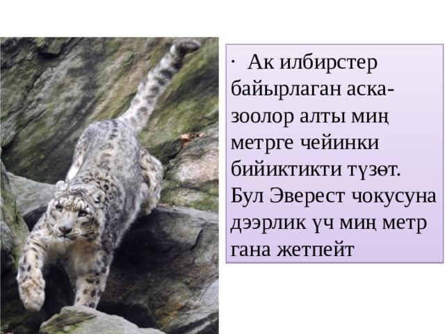 · Ак илбирстер байырлаган аска-зоолор алты миң метрге чейинки бийиктикти түзөт. Бул Эверест чокусуна дээрлик үч миң метр гана жетпейт 