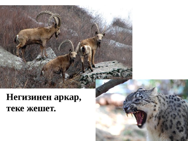 Негизинен аркар, теке жешет.  