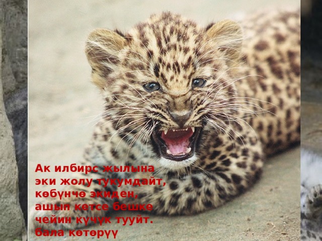 Ак илбирс жылына эки жолу тукумдайт, көбүнчө экиден, ашып кетсе бешке чейин күчүк тууйт. бала көтөрүү узактыгы 90-100 күнгө барабар. 
