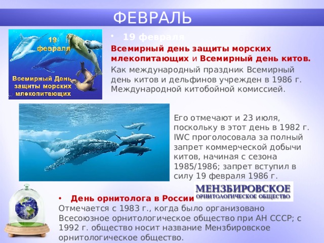 ФЕВРАЛЬ 19 февраля Всемирный день защиты морских млекопитающих и Всемирный день китов. Как международный праздник Всемирный день китов и дельфинов учрежден в 1986 г. Международной китобойной комиссией. Его отмечают и 23 июля, поскольку в этот день в 1982 г. IWC проголосовала за полный запрет коммерческой добычи китов, начиная с сезона 1985/1986; запрет вступил в силу 19 февраля 1986 г. День орнитолога в России . Отмечается с 1983 г., когда было организовано Всесоюзное орнитологическое общество при АН СССР; с 1992 г. общество носит название Мензбировское орнитологическое общество. 