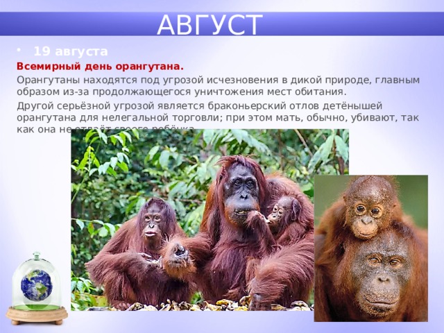 АВГУСТ 19 августа Всемирный день орангутана. Орангутаны находятся под угрозой исчезновения в дикой природе, главным образом из-за продолжающегося уничтожения мест обитания. Другой серьёзной угрозой является браконьерский отлов детёнышей орангутана для нелегальной торговли; при этом мать, обычно, убивают, так как она не отдаёт своего ребёнка. 