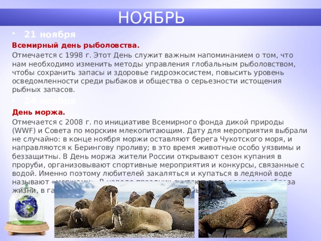 НОЯБРЬ 21 ноября Всемирный день рыболовства. Отмечается с 1998 г. Этот День служит важным напоминанием о том, что нам необходимо изменить методы управления глобальным рыболовством, чтобы сохранить запасы и здоровье гидроэкосистем, повысить уровень осведомленности среди рыбаков и общества о серьезности истощения рыбных запасов. 24 ноября День моржа. Отмечается с 2008 г. по инициативе Всемирного фонда дикой природы (WWF) и Совета по морским млекопитающим. Дату для мероприятия выбрали не случайно: в конце ноября моржи оставляют берега Чукотского моря, и направляются к Берингову проливу; в это время животные особо уязвимы и беззащитны. В День моржа жители России открывают сезон купания в проруби, организовывают спортивные мероприятия и конкурсы, связанные с водой. Именно поэтому любителей закаляться и купаться в ледяной воде называют «моржами». В народе праздник считают днем здорового образа жизни, в гармонии с природой и дикими животными. 