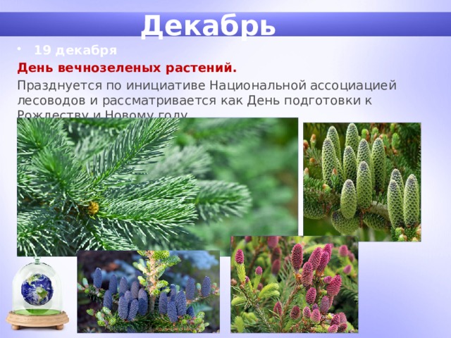Декабрь 19 декабря День вечнозеленых растений. Празднуется по инициативе Национальной ассоциацией лесоводов и рассматривается как День подготовки к Рождеству и Новому году.  