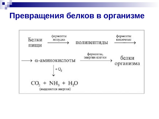 Превращения белков в организме   