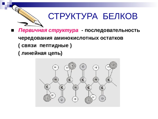  СТРУКТУРА БЕЛКОВ ■  Первичная структура - последовательность  чередования аминокислотных остатков  ( связи пептидные )  ( линейная цепь)   
