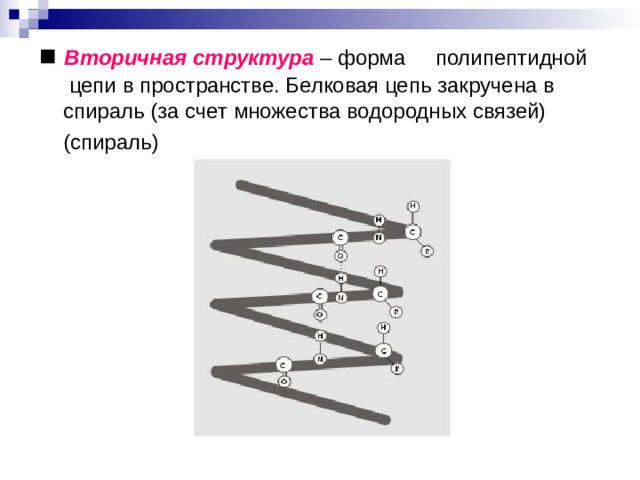 ■ Вторичная структура  – форма полипептидной цепи в пространстве. Белковая цепь закручена в спираль (за счет множества водородных связей)  (спираль) 