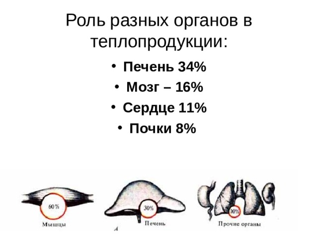 Роль разных органов в теплопродукции: Печень 34% Мозг – 16% Сердце 11% Почки 8%  