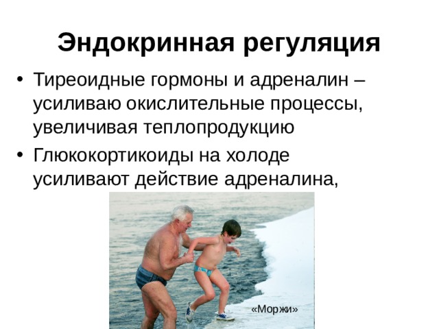 Эндокринная регуляция Тиреоидные гормоны и адреналин – усиливаю окислительные процессы, увеличивая теплопродукцию Глюкокортикоиды на холоде усиливают действие адреналина, «Моржи» 