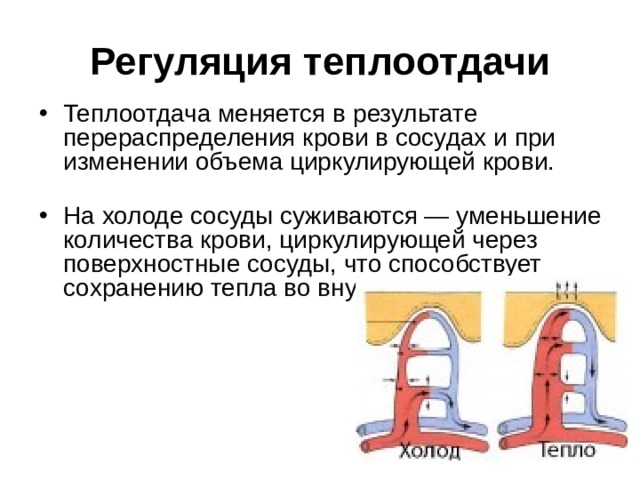 Регуляция теплоотдачи Теплоотдача меняется в результате перераспределения крови в сосудах и при изменении объема циркулирующей крови. На холоде сосуды суживаются — уменьшение количества крови, циркулирующей через поверхностные сосуды, что способствует сохранению тепла во внутренних органах.  