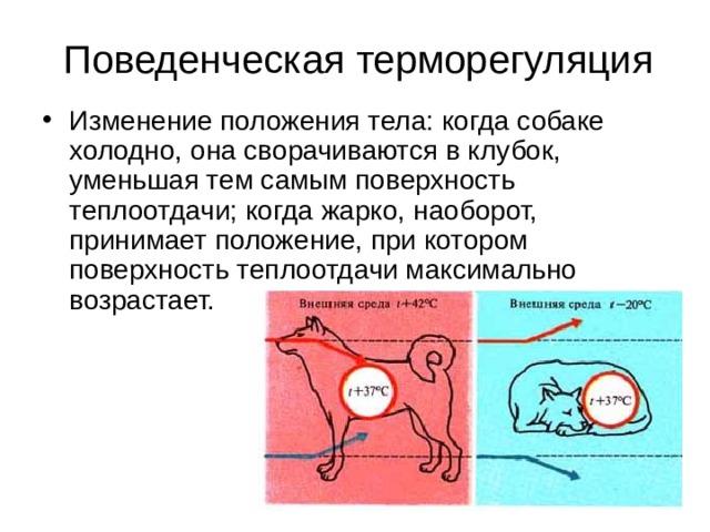 Поведенческая терморегуляция Изменение положения тела: когда собаке холодно, она сворачиваются в клубок, уменьшая тем самым поверхность теплоотдачи; когда жарко, наоборот, принимает положение, при котором поверхность теплоотдачи максимально возрастает. 