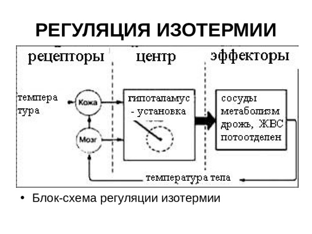 РЕГУЛЯЦИЯ ИЗОТЕРМИИ Блок-схема регуляции изотермии 
