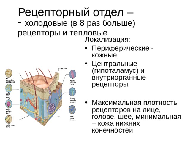 Рецепторный отдел –  - холодовые (в 8 раз больше) рецепторы и тепловые  Локализация: Периферические - кожные, Центральные (гипоталамус) и внутриорганные рецепторы.  Максимальная плотность рецепторов на лице, голове, шее, минимальная – кожа нижних конечностей 