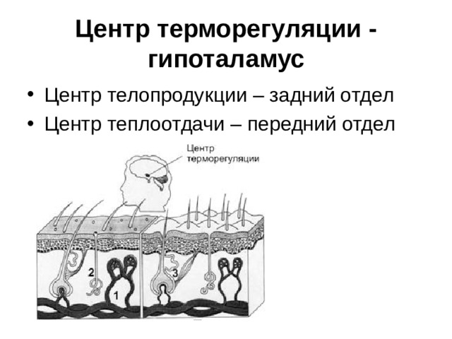 Центр терморегуляции - гипоталамус Центр телопродукции – задний отдел Центр теплоотдачи – передний отдел 