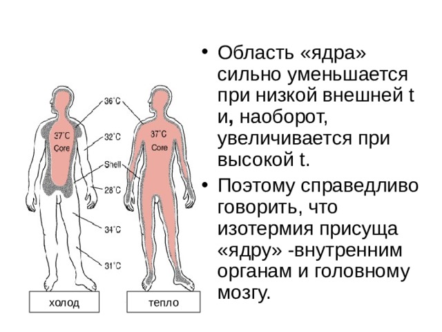 Область «ядра» сильно уменьшается при низкой внешней t  и , наоборот, увеличивается при высокой t . Поэтому справедливо говорить, что изотермия присуща «ядру» -внутренним органам и головному мозгу. холод тепло 
