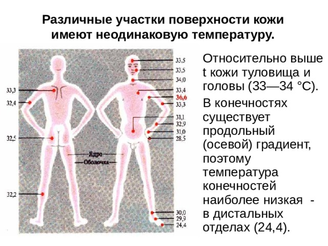 Различные участки поверхности кожи имеют неодинаковую температуру. Относительно выше t кожи туловища и головы (33—34 °С). В конечностях существует продольный (осевой) градиент, поэтому температура конечностей наиболее низкая - в дистальных отделах (24,4 ). 
