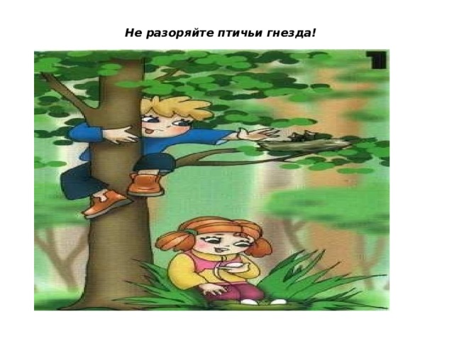 Не разоряйте птичьи гнезда! 