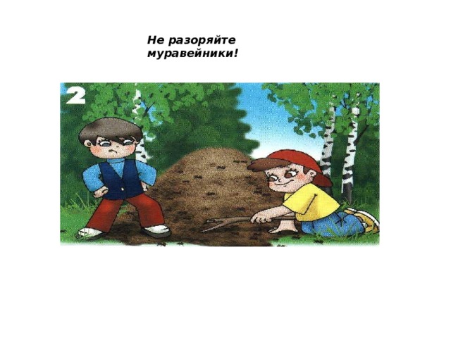 Не разоряйте муравейники! 