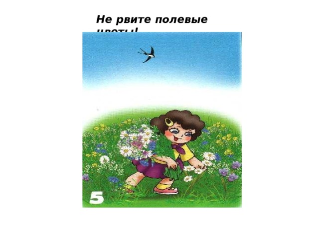 Не рвите полевые цветы! 