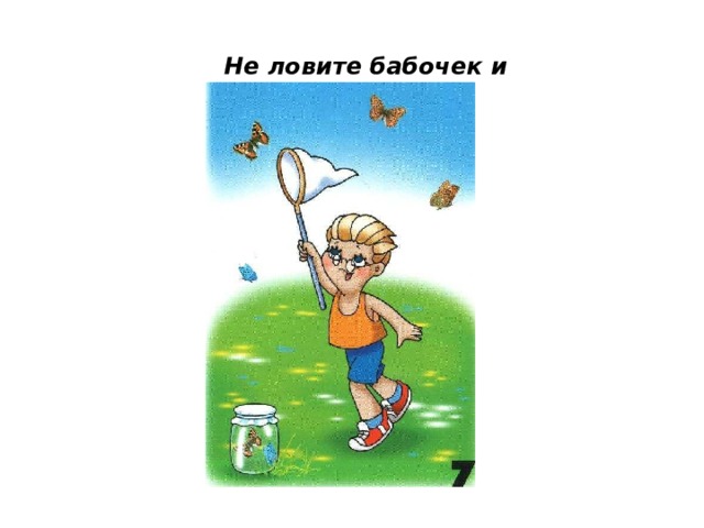 Не ловите бабочек и стрекоз! 