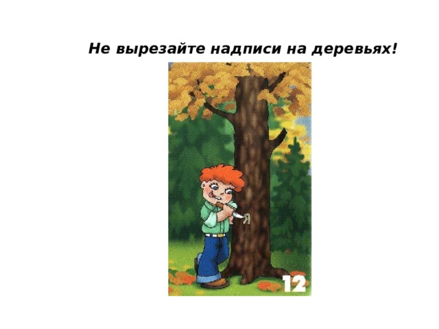 Не вырезайте надписи на деревьях! 