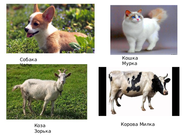 Кошка Мурка Собака Чапи Корова Милка Коза Зорька 