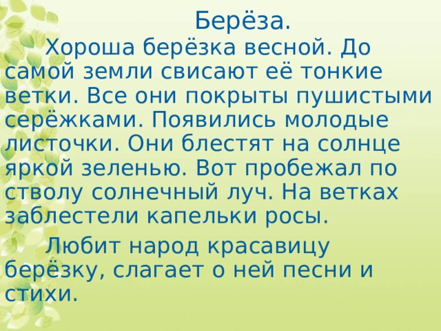 Берёза.  Хороша берёзка весной. До самой земли свисают её тонкие ветки. Все они покрыты пушистыми серёжками. Появились молодые листочки. Они блестят на солнце яркой зеленью. Вот пробежал по стволу солнечный луч. На ветках заблестели капельки росы.  Любит народ красавицу берёзку, слагает о ней песни и стихи.  
