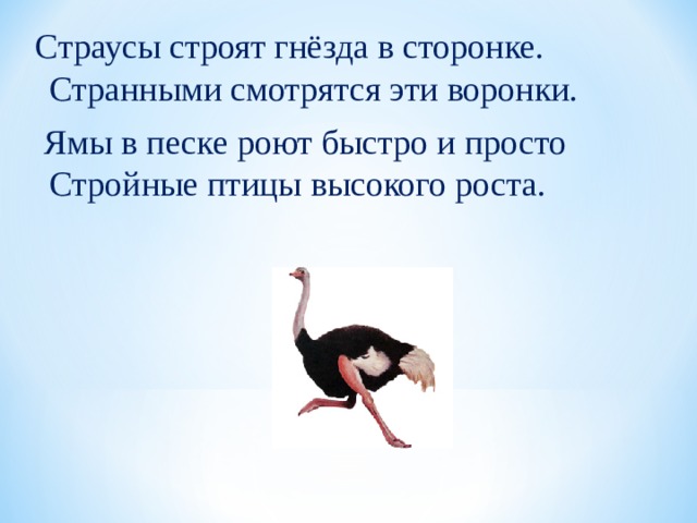 Страусы строят гнёзда в сторонке. Странными смотрятся эти воронки.  Ямы в песке роют быстро и просто Стройные птицы высокого роста. 