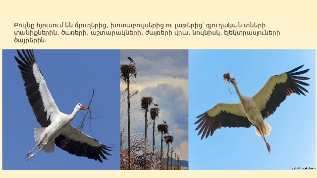 Բույնը հյուսում են ճյուղերից, խոտաբույսերից ու լաթերից՝ գյուղական տների տանիքներին, ծառերի, աշտարակների, ժայռերի վրա, նույնիսկ, էլեկտրասյուների ծայրերին։ 