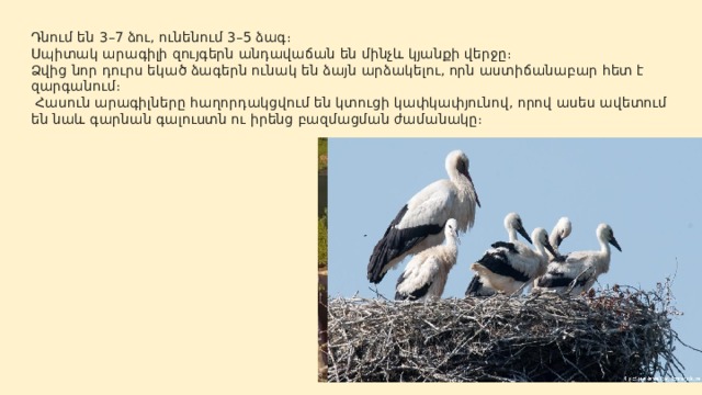 Դնում են 3–7 ձու, ունենում 3–5 ձագ։  Սպիտակ արագիլի զույգերն անդավաճան են մինչև կյանքի վերջը։  Ձվից նոր դուրս եկած ձագերն ունակ են ձայն արձակելու, որն աստիճանաբար հետ է զարգանում։  Հասուն արագիլները հաղորդակցվում են կտուցի կափկափյունով, որով ասես ավետում են նաև գարնան գալուստն ու իրենց բազմացման ժամանակը։   
