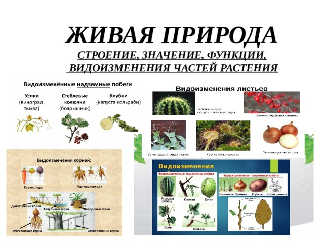 ЖИВАЯ ПРИРОДА  СТРОЕНИЕ, ЗНАЧЕНИЕ, ФУНКЦИИ,  ВИДОИЗМЕНЕНИЯ ЧАСТЕЙ РАСТЕНИЯ  