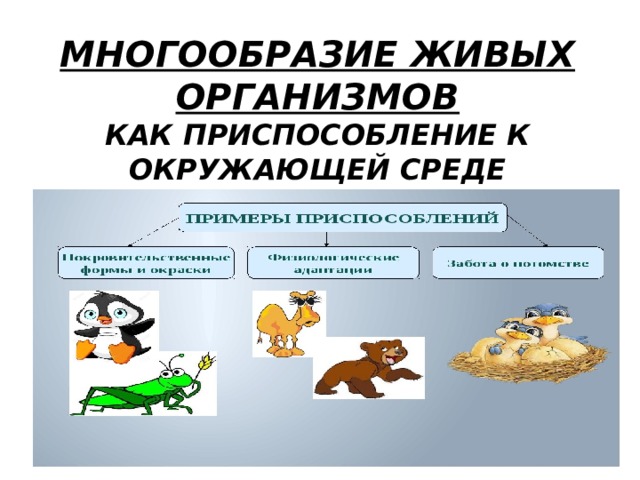 МНОГООБРАЗИЕ ЖИВЫХ ОРГАНИЗМОВ  КАК ПРИСПОСОБЛЕНИЕ К ОКРУЖАЮЩЕЙ СРЕДЕ 