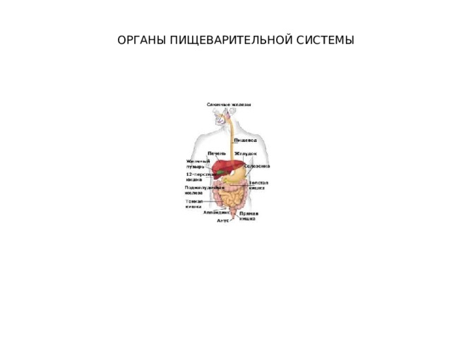 ОРГАНЫ ПИЩЕВАРИТЕЛЬНОЙ СИСТЕМЫ 