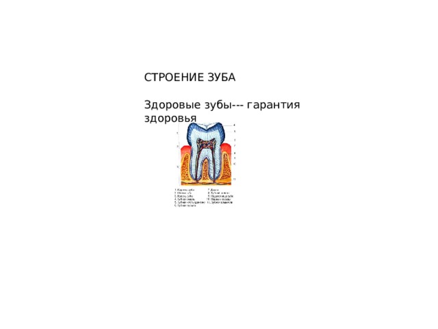 СТРОЕНИЕ ЗУБА Здоровые зубы--- гарантия здоровья 