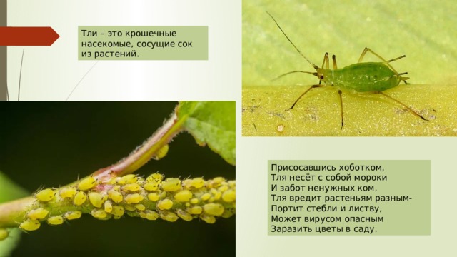 Тли – это крошечные насекомые, сосущие сок из растений. Присосавшись хоботком, Тля несёт с собой мороки И забот ненужных ком. Тля вредит растеньям разным- Портит стебли и листву, Может вирусом опасным Заразить цветы в саду. 