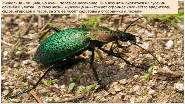 Жужелица – хищник, но очень полезное насекомое. Она всю ночь охотиться на гусениц , слизней и улиток. За свою жизнь жужелица уничтожает огромное количество вредителей садов, огородов и лесов, за это её любят садоводы и огородники и лесники. 