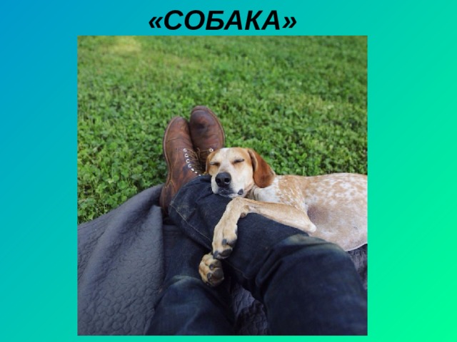 «СОБАКА» 