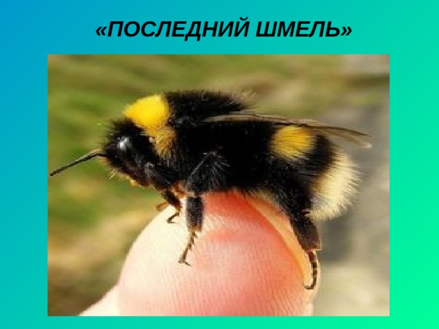 «ПОСЛЕДНИЙ ШМЕЛЬ» 