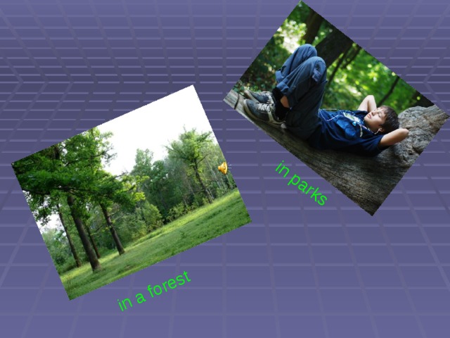 in a forest in parks 
