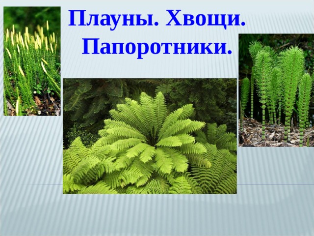 Плауны. Хвощи. Папоротники.   